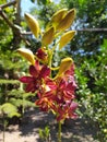Thong Cay Orchids bloom