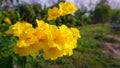 Thong Urai Beautiful natural yellow flowers in the garden for the background beside the letterbox Royalty Free Stock Photo