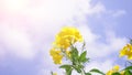 Thong Urai Flower yellow flowers in the garden backdrop Blue sky, white clouds with natural sunlight Royalty Free Stock Photo