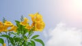 Thong Urai Flower yellow flowers in the garden backdrop Blue sky, white clouds with natural sunlight Royalty Free Stock Photo