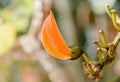 Thongkown flower