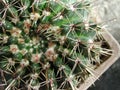 Thonrny Notocactus mammulosus cactus