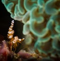 Underwater life on the reefs around Anilao. Philippines