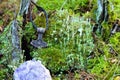 Thor`s hammer on a moss covered stump Royalty Free Stock Photo