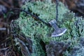 Thor`s hammer on a moss covered stump Royalty Free Stock Photo