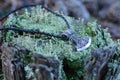 Thor`s hammer on a moss covered stump Royalty Free Stock Photo