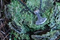 Thor`s hammer on a moss covered stump Royalty Free Stock Photo