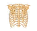 Thoracic bones