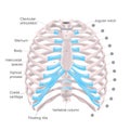 Thoracic Cage, Anatomy body Human. Royalty Free Stock Photo