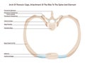 Thoracic cage arch. Thoracic cage segment, bones and cartilage.