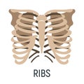 Thoracic cage bone, chest x-ray concept icon, roentgen human body image isolated on white, flat vector illustration. Skeleton part