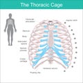 The Thoracic Cage