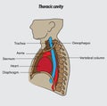 Thoracic cavity vector illustration drawing labeled