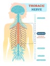 Thoracic nerve anatomical diagram, medical scheme vector illustration.