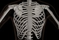 Thoracic part of the human skeleton