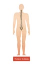 Thoracic Scoliosis Anatomic Composition