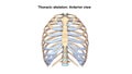 Thoracic Skeleton Anterior view Royalty Free Stock Photo