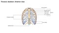 Thoracic Skeleton Anterior view