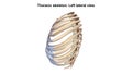 Thoracic Skeleton Lateral view Royalty Free Stock Photo