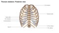 Thoracic Skeleton Posterior view