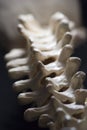 Thoracic Spine Royalty Free Stock Photo