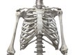 Thoracic spine, chest and ribs of bone with arms and shoulders isolated on a white background Royalty Free Stock Photo