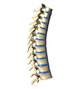 Thoracic Spine - Lateral view Royalty Free Stock Photo