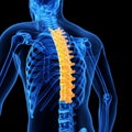 The thoracic spine Royalty Free Stock Photo