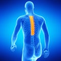 The thoracic spine