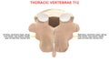 Thoracic vertebrae or thoracic spine bone T12