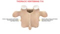 Thoracic vertebrae or thoracic spine bone T10 Royalty Free Stock Photo