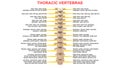 Thoracic vertebrae or thoracic spine