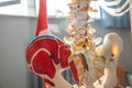 Thoracic spine with spinal, spine bones, disc and hip bone of human skeleton model for medical education