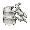 Thoracic vertebrae anatomy vintage illustration clip art isolate