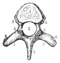 Thoracic vertebrae or Dorsal vertebrae, upper side view, vintage