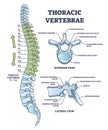 Thoracic vertebrae location and medical structure description outline diagram