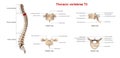 Thoracic vertebrae T2