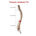 Thoracic vertebrae T12