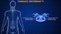 Thoracic vertebrae or thoracic spine bone T1