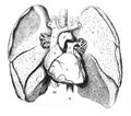 The Thoracic Viscera in the old book The Encyclopaedia Britannica, vol. 1, by C. Blake, 1875, Edinburgh