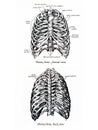 Thorax bone drawing frontal and back view Royalty Free Stock Photo