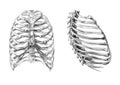 Thorax bones (2 angles)