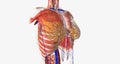 The thorax is the region of the trunk that extends from the neck to the abdomen