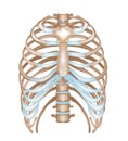 Thorax- ribs, sternum, vertebra