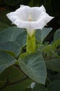 Thorn apple Datura inoxia, flower