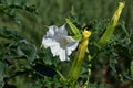 Thorn apple (Datura stramonium) flower. Royalty Free Stock Photo