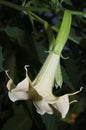 Thorn apple flower