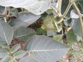 Thorn apple fruit on the Datura plant. Royalty Free Stock Photo