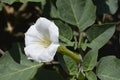 Thorn apple Inka Royalty Free Stock Photo