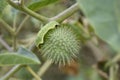 Thorn apple Inka Royalty Free Stock Photo